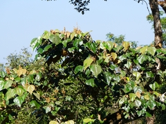 Mallotus tetracoccus