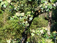 Mallotus tetracoccus