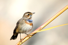 Luscinia svecica
