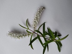 Veronica strictissima