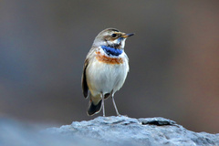 Luscinia svecica