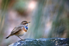 Luscinia svecica
