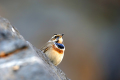Luscinia svecica