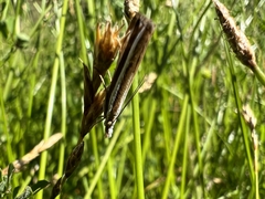 Orocrambus apicellus