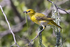 Ploceus intermedius cabanisii