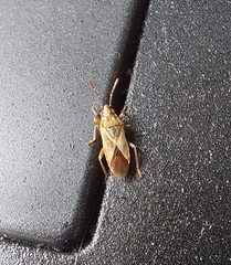 Arocatus longiceps