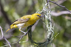 Ploceus intermedius cabanisii