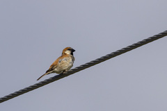 Passer motitensis subsolanus