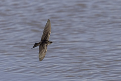 Hirundo dimidiata dimidiata
