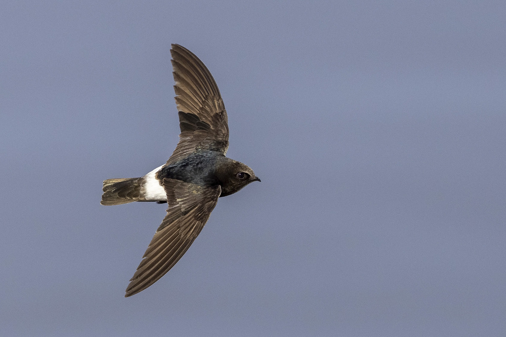 Little Swift (Apus affinis) photo