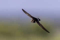 Apus affinis aerobates