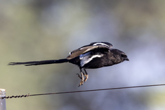 Lanius melanoleucus melanoleucus