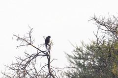 Micronisus gabar gabar