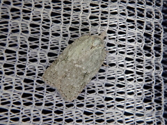 Acleris filipjevi