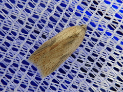 Acleris rufana