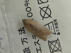 Acleris rufana