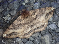 Cryptochorina amphidasyaria