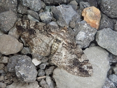 Pseuderannis lomozemia