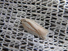 Acleris rufana