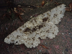 Racotis boarmiaria japonica