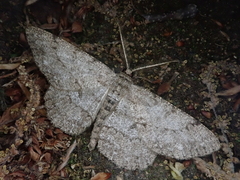 Hypomecis kuriligena