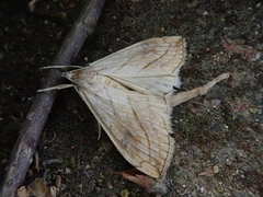 Evergestis forficalis