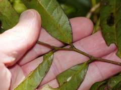 Nestegis cunninghamii