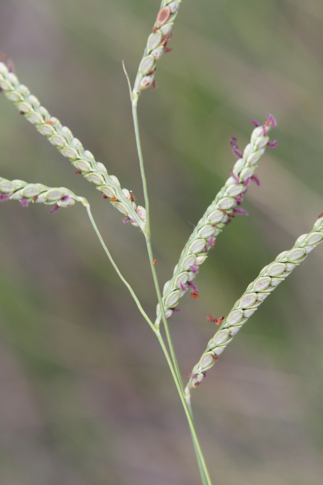 Paspalum plicatulum