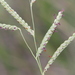 Brownseed Paspalum - Photo (c) Bob Romero, some rights reserved (CC BY-NC), uploaded by Bob Romero