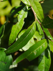 Nestegis cunninghamii