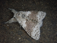 Calliteara pseudabietis