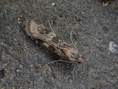 Nomophila noctuella