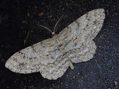 Hypomecis kuriligena