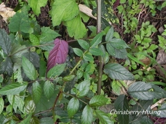 Rubus cardotii