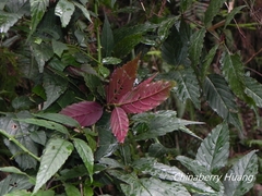 Rubus cardotii