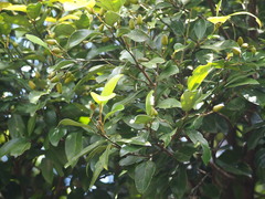 Cryptocarya concinna