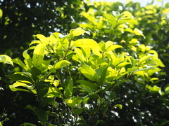 Cryptocarya concinna