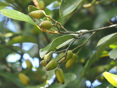 Cryptocarya concinna