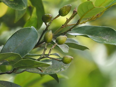 Cryptocarya concinna