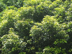 Cryptocarya concinna