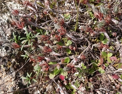 Petrosedum amplexicaule