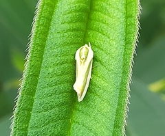 Earias vittella