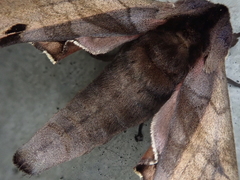 Marumba
