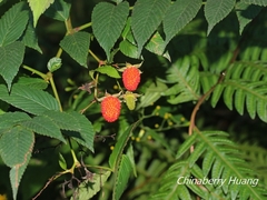 Rubus fraxinifolius