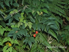 Rubus fraxinifolius