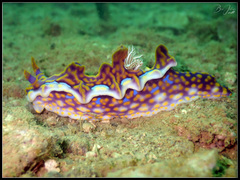 Miamira flavicostata