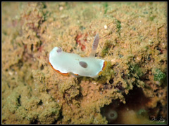 Goniobranchus rubrocornutus