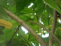 Tropidolaemus subannulatus