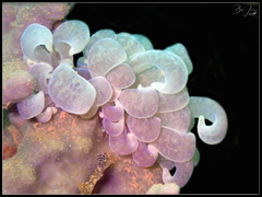 Phyllodesmium magnum