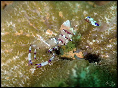 Ancylomenes speciosus